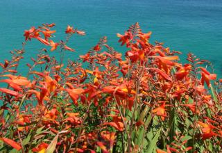 Red montbretia blooming near the sea