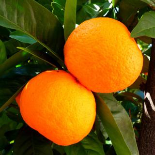 Orange tree care