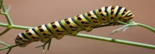 Organic caterpillar control
