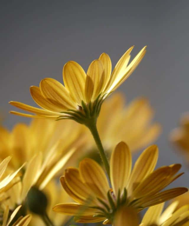 Osteospermum - planting, pruning, care, and easy propagation tips