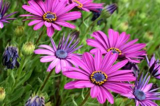 Osteospermum in a field