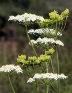 Aniseed - how to grow it and harvest seeds, leaves for cooking