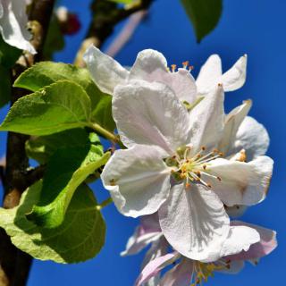 Apple tree blossom