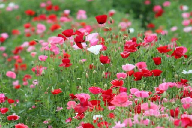 Papaver poppy - sowing, planting and advice on caring for it