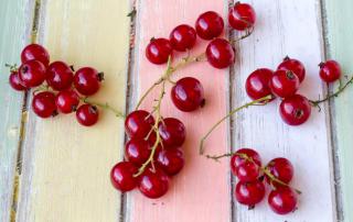 Red currant berries on a nice pastel painted background.