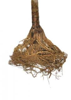 Dracaena marginata root system