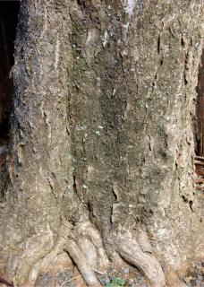 Thick Dracaena marginata trunk
