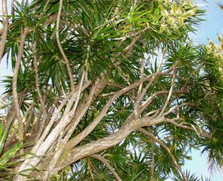 Dracaena marginata growing wild