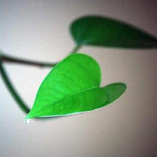 A great air-purifying plant, philodendron