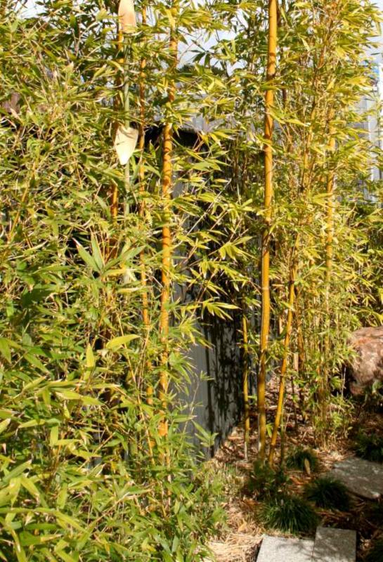 Invasive bamboo - control spread, barriers, varieties