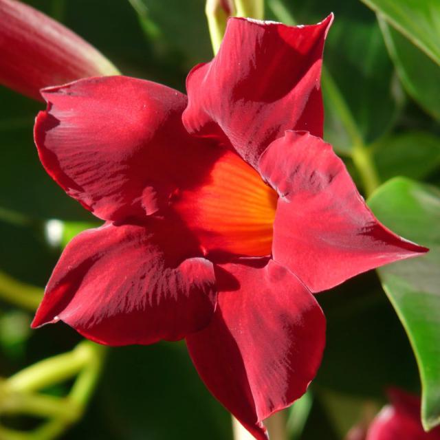 Mandevilla, a climbing trumpet flower vine – care, pruning, diseases