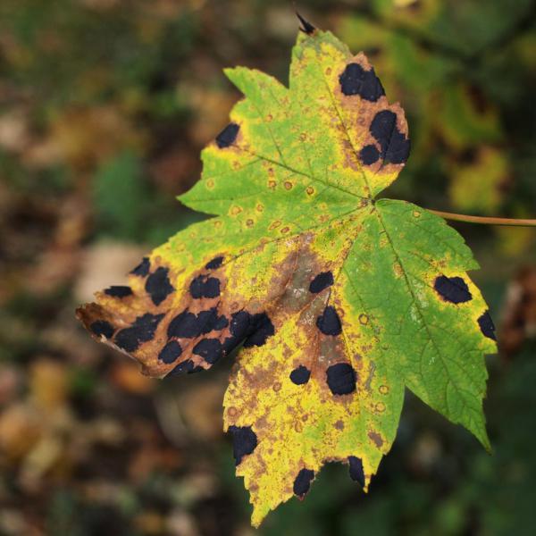 Black spot disease - treating and fighting it naturally