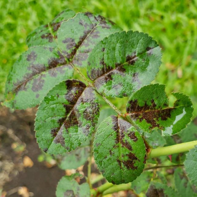 Black spot disease - treating and fighting it naturally