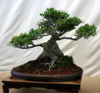 Dwarf yaupon bonsai
