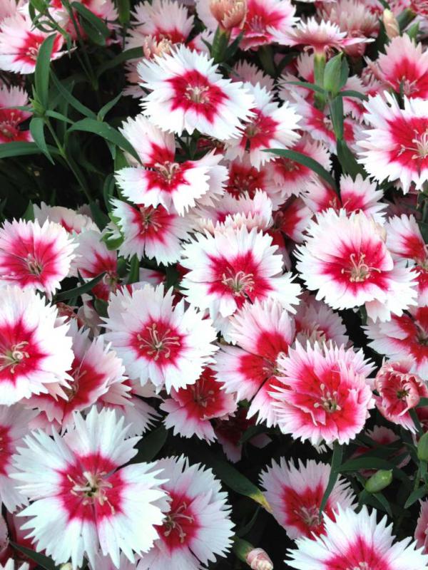 China pink - sowing, planting and advice on caring for it