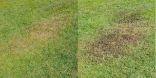 Topdressing to heal a yellow spot on a lawn