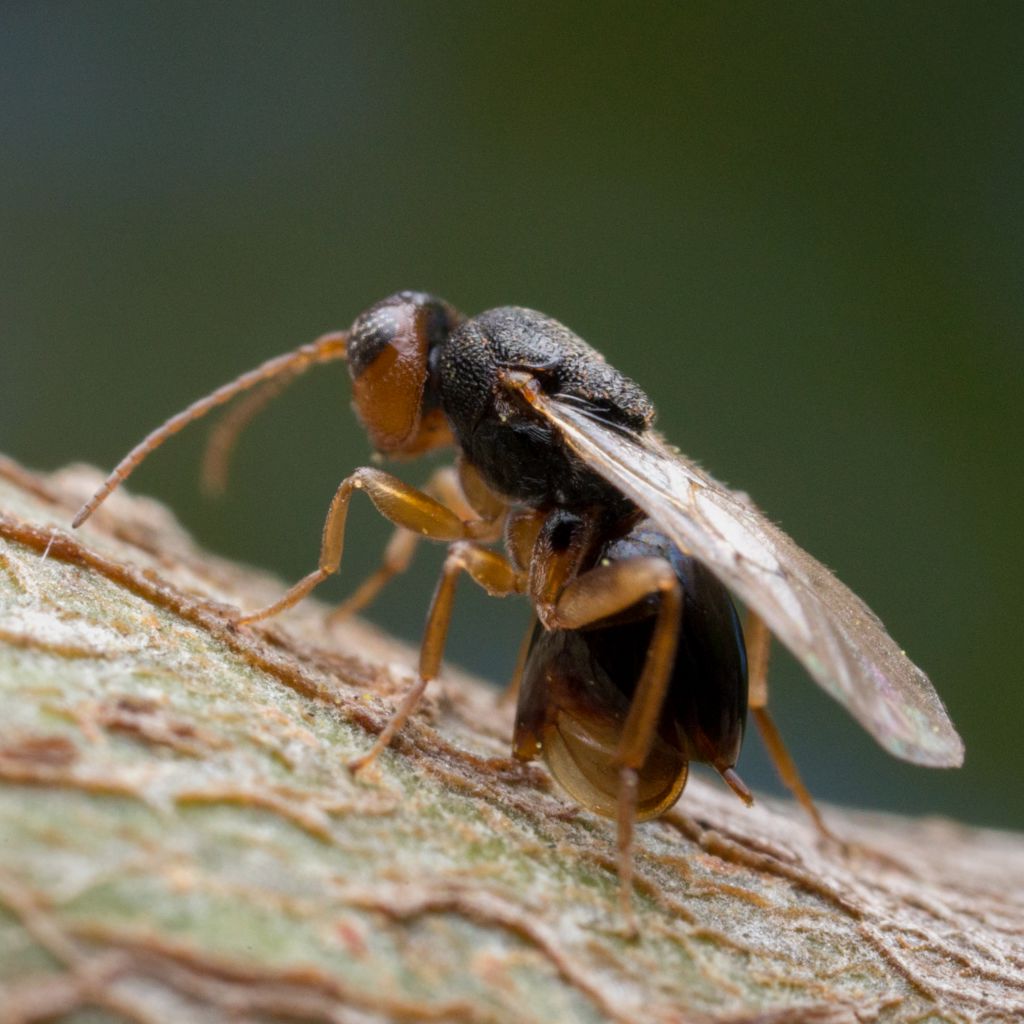 Oak Tree Gall Wasp Life Cycle