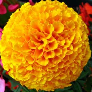 Caring for French marigolds