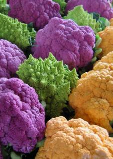 Cauliflower heads of different colors
