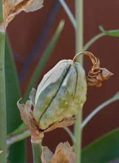 Iris seed pod forming