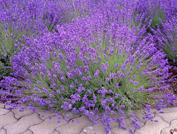 Lavender - planting, care and trimming into mounds