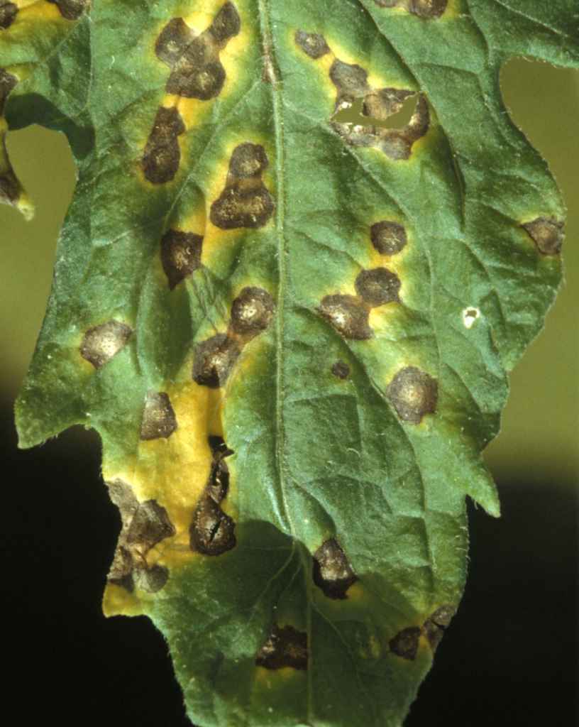 Septoria - a leaf spot fungus you've met before. Organic treatment & more