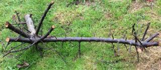Pruned blackthorn branch with massive spikes on the grass.