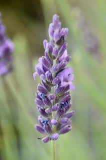 english-lavender-flower
