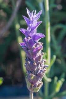 french-lavender-flower-usa