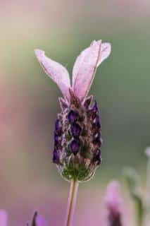 french-lavender-uk-flower
