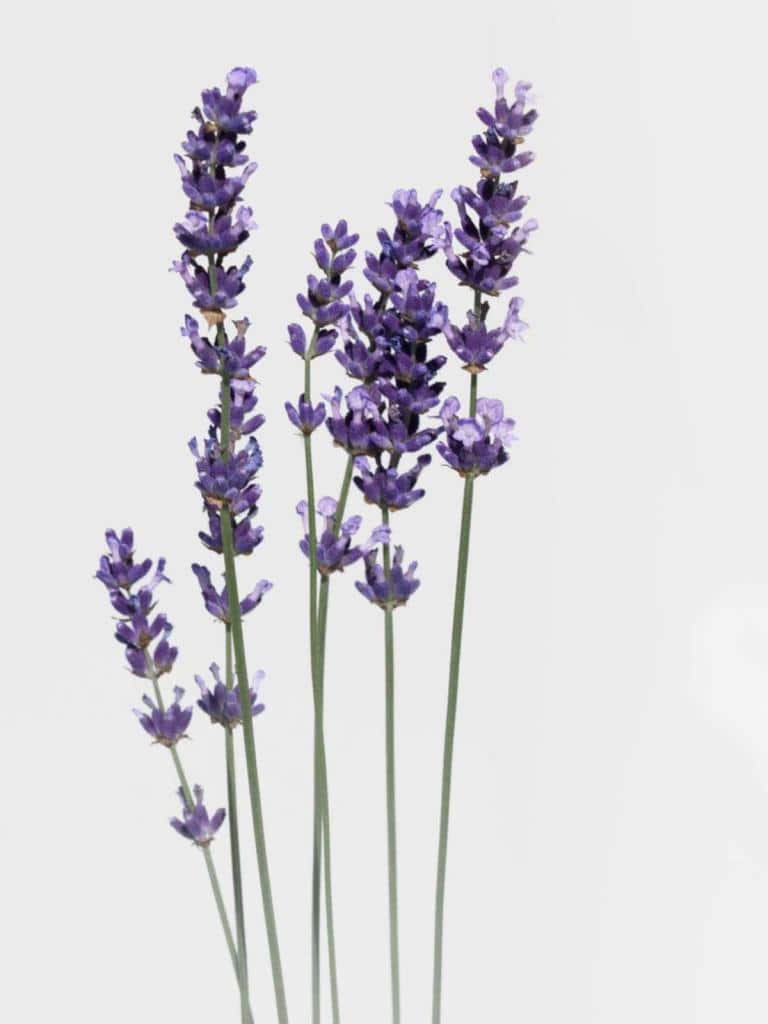 Stalks of lavender flowers with a white background.