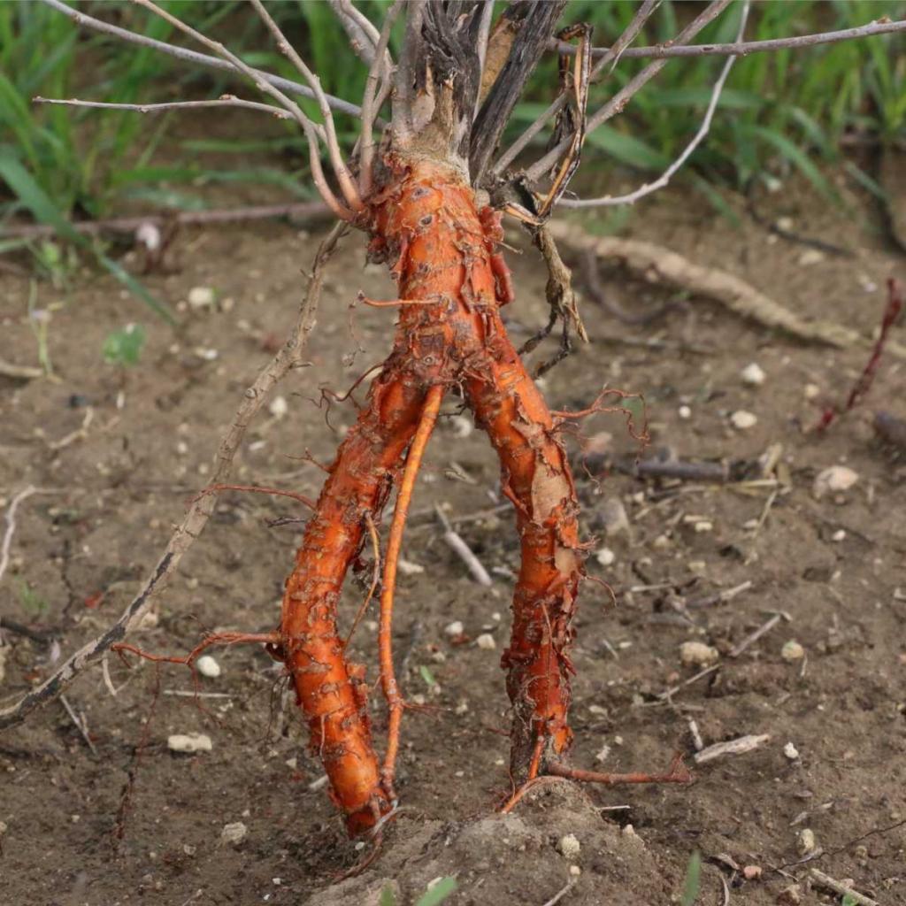 Roots exposed on a plant during transplanting