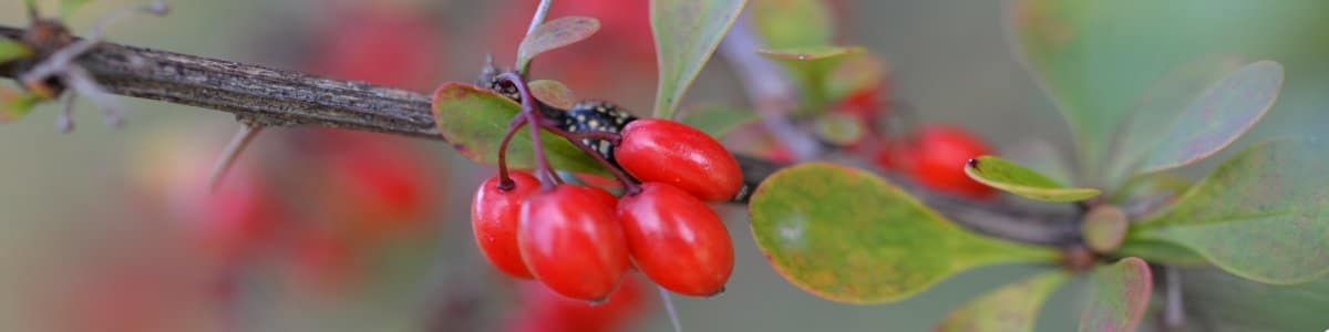 Barberry information