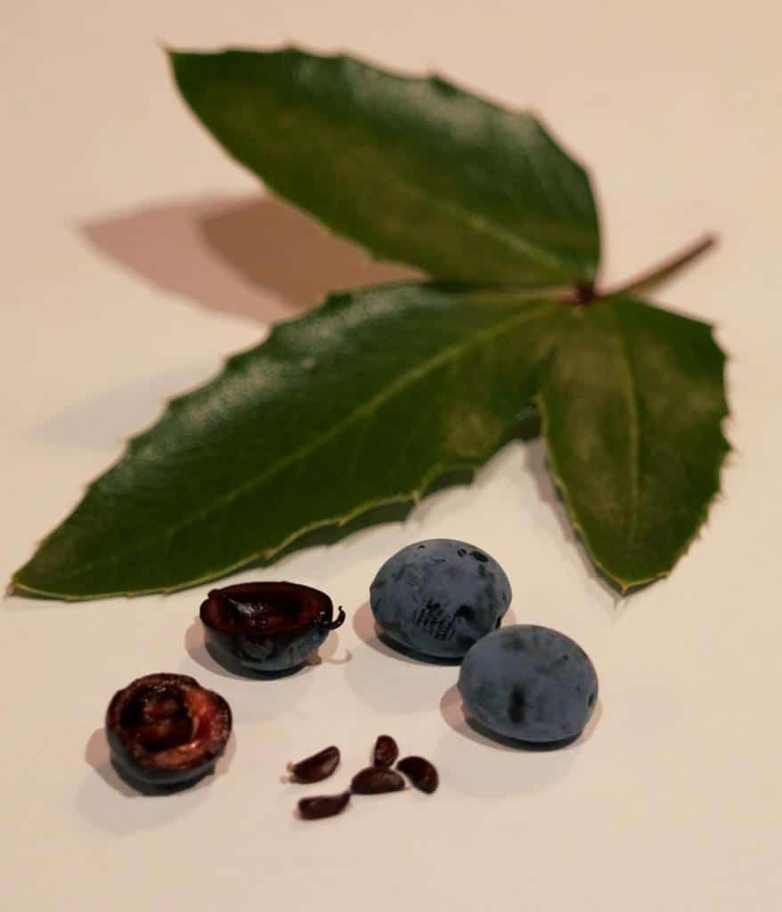The mahonia berry, with seeds, fruit and leaves.