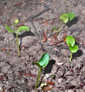 Increased germination rates for katsura