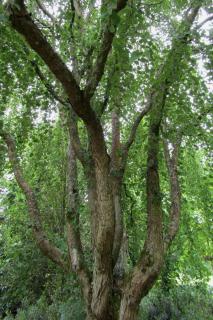 Types of katsura trees