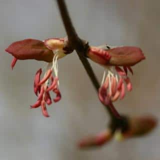 Male katsura flower