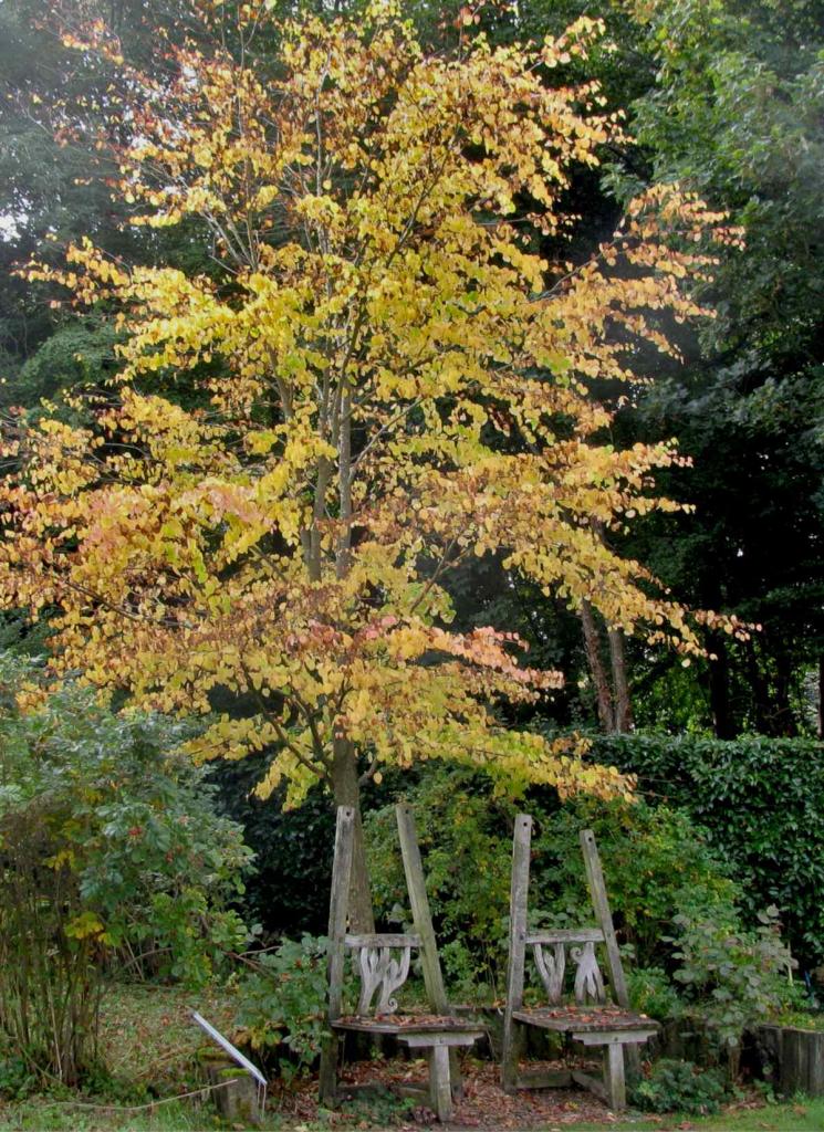 Young katsura tree at the Geoff Hamilton Memorial Garden