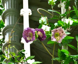 Cobea scandens, the cup-and-saucer vine