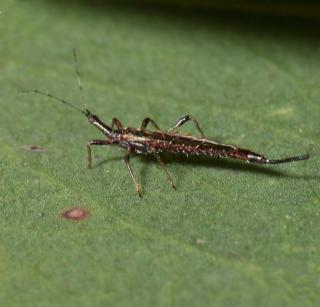 Giant thrips, a fungus eater