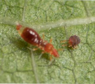 The nymph instar of a wasp-like thrips is among the predator types, as here where it is attacking a red spider mite.