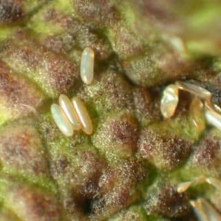 Thrips eggs on a leaf, magnified.