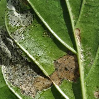 Leaf damage due to thrips