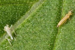Molting is how thrips grow