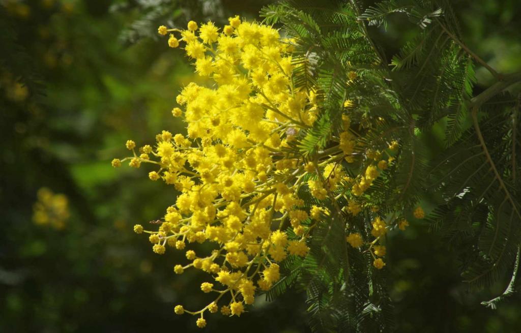 Acacia dealbata - Growing and Care