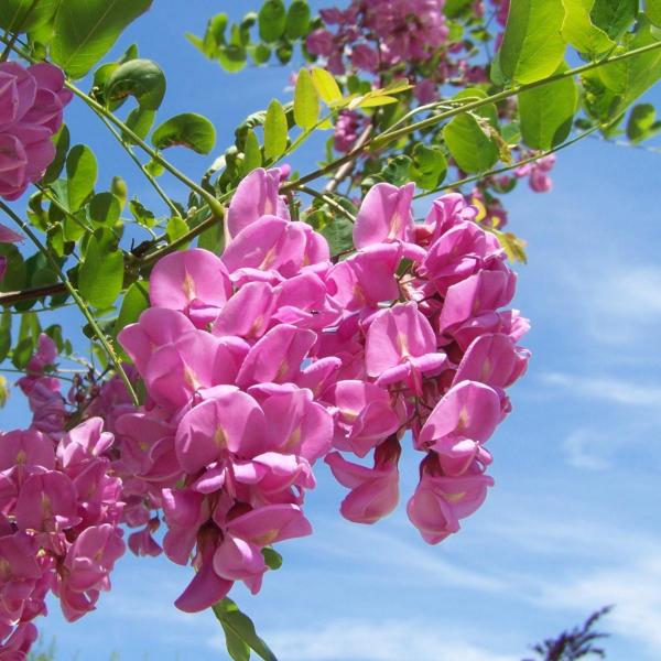 Acacia tree: planting, care and pruning of this towering shade-giver