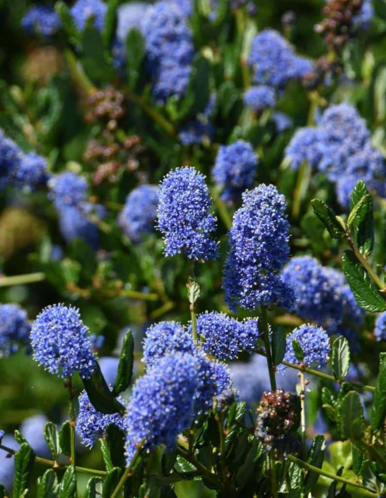Blue-colored soap bush flowers