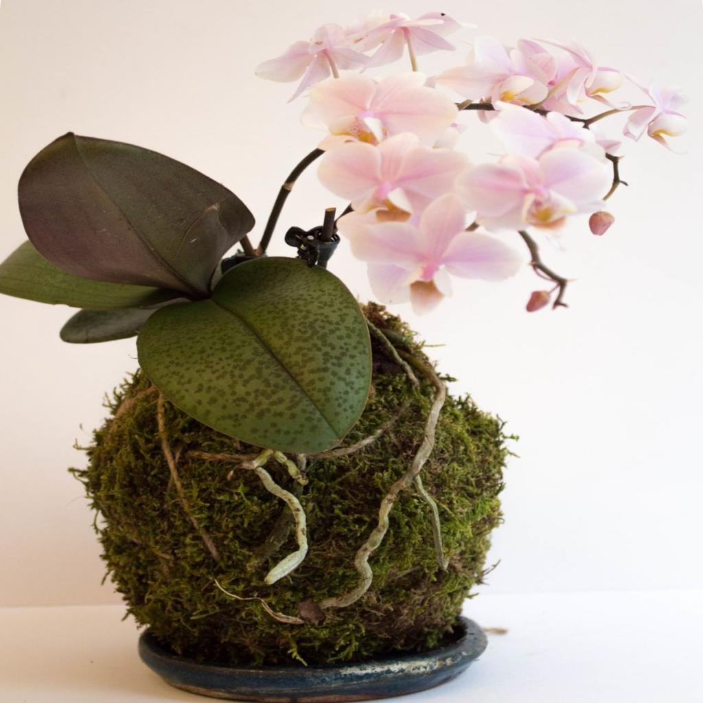 15 extraordinary bathroom plants