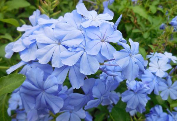 Plumbago 'Monott', a blue plumbago with round flowers