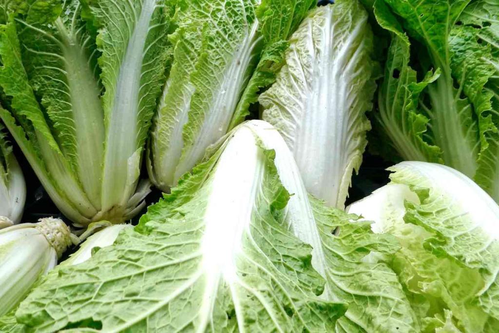 Chinese cabbage harvest